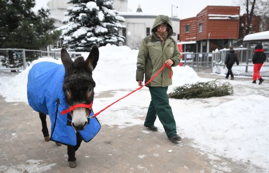 Ослика Жорика из зоны СВО привезли в Московский зоопарк