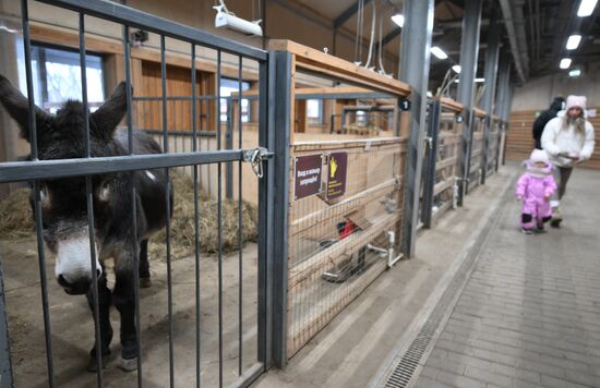 Ослика Жорика из зоны СВО привезли в Московский зоопарк