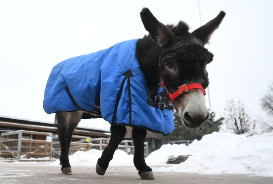 Ослика Жорика из зоны СВО привезли в Московский зоопарк