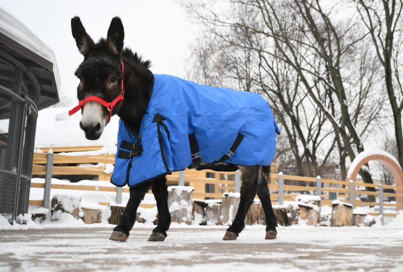 Ослика Жорика из зоны СВО привезли в Московский зоопарк