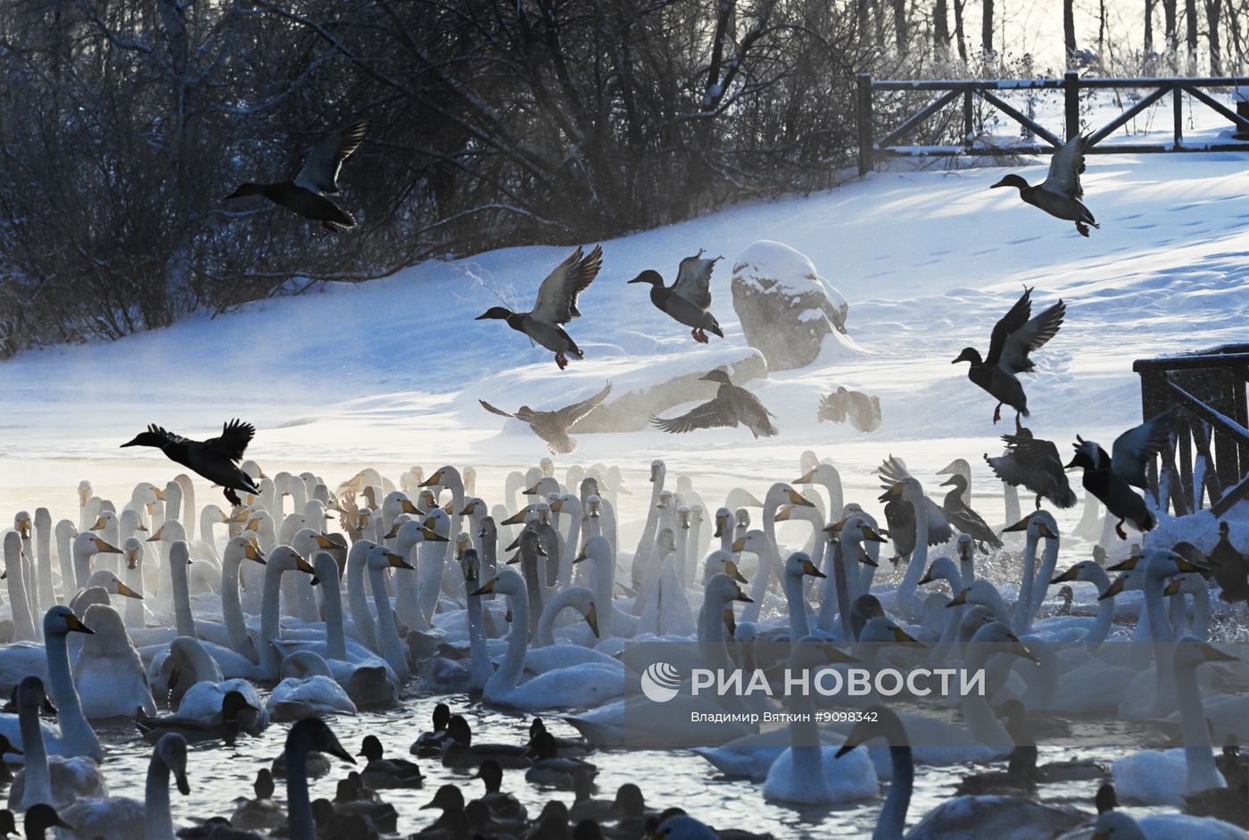 Зимовка лебедей в Алтайском крае