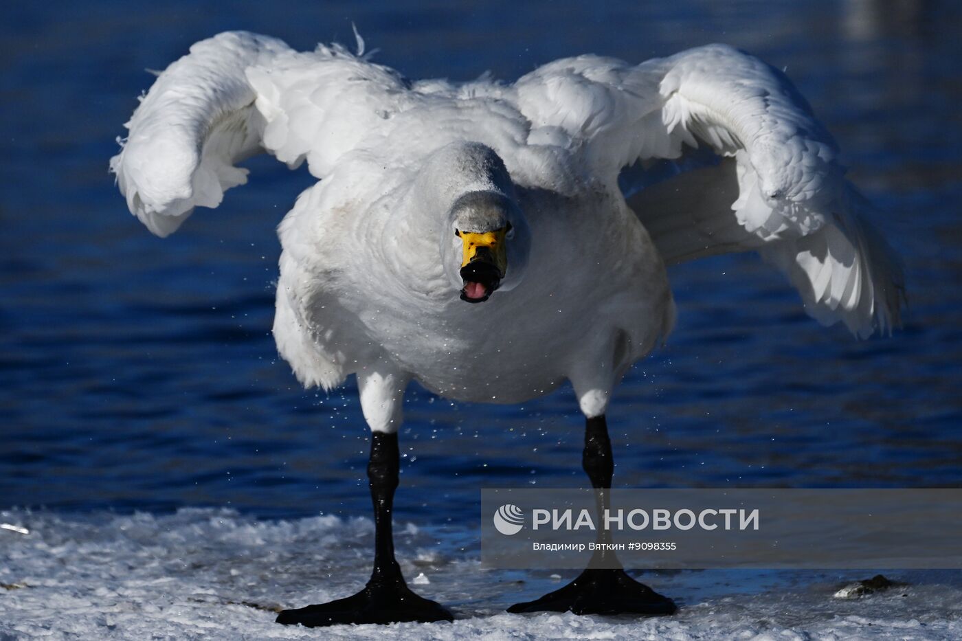 Зимовка лебедей в Алтайском крае