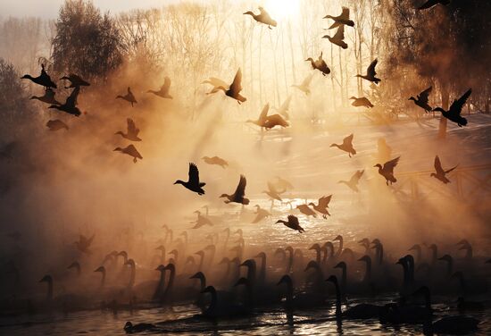 Зимовка лебедей в Алтайском крае