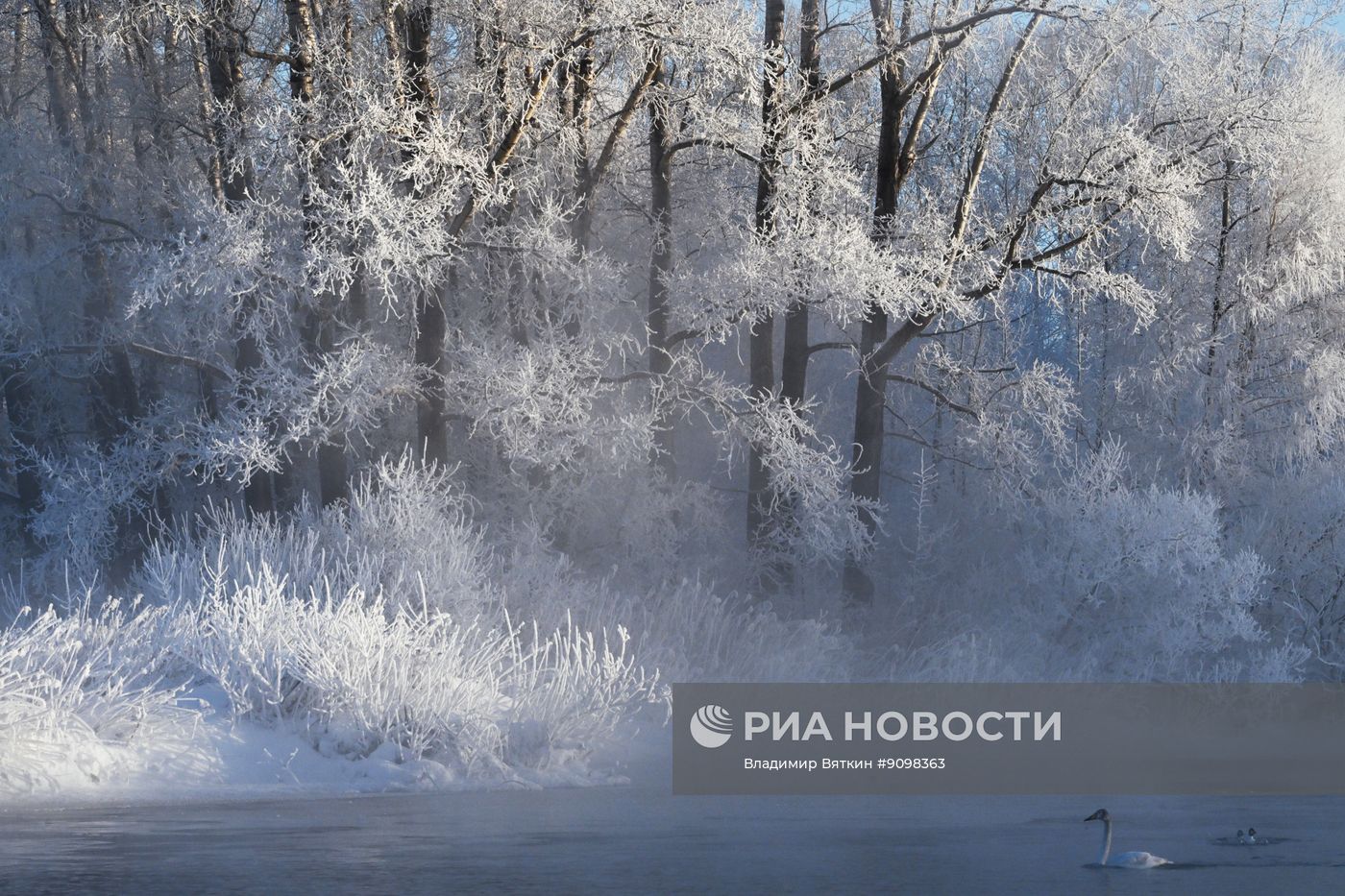 Зимовка лебедей в Алтайском крае