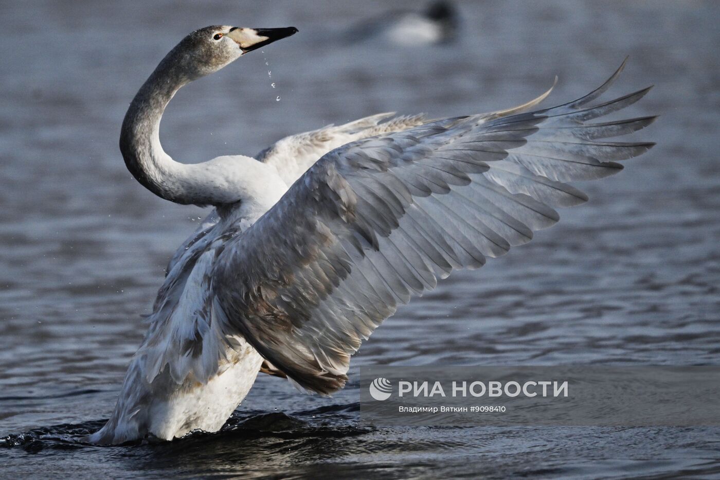 Зимовка лебедей в Алтайском крае