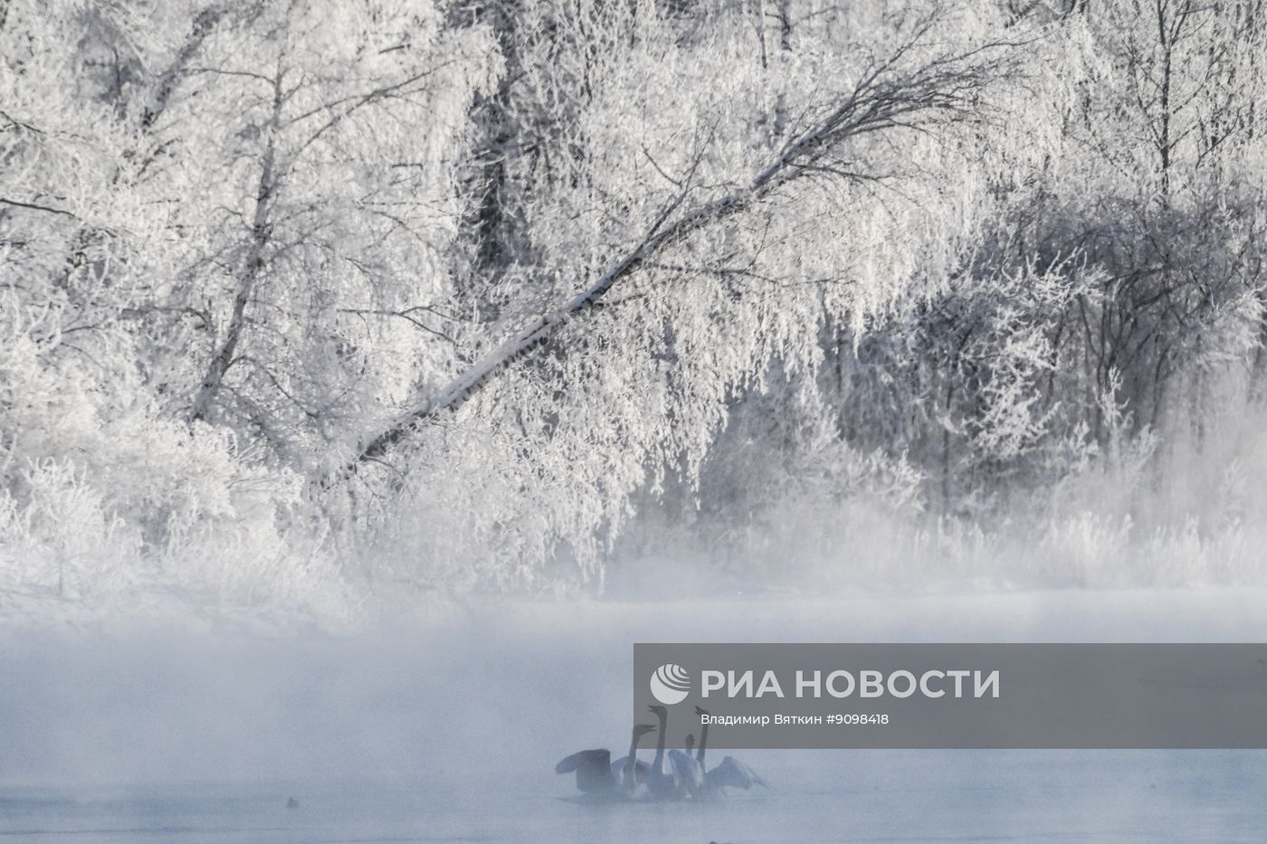 Зимовка лебедей в Алтайском крае