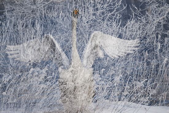 Зимовка лебедей в Алтайском крае