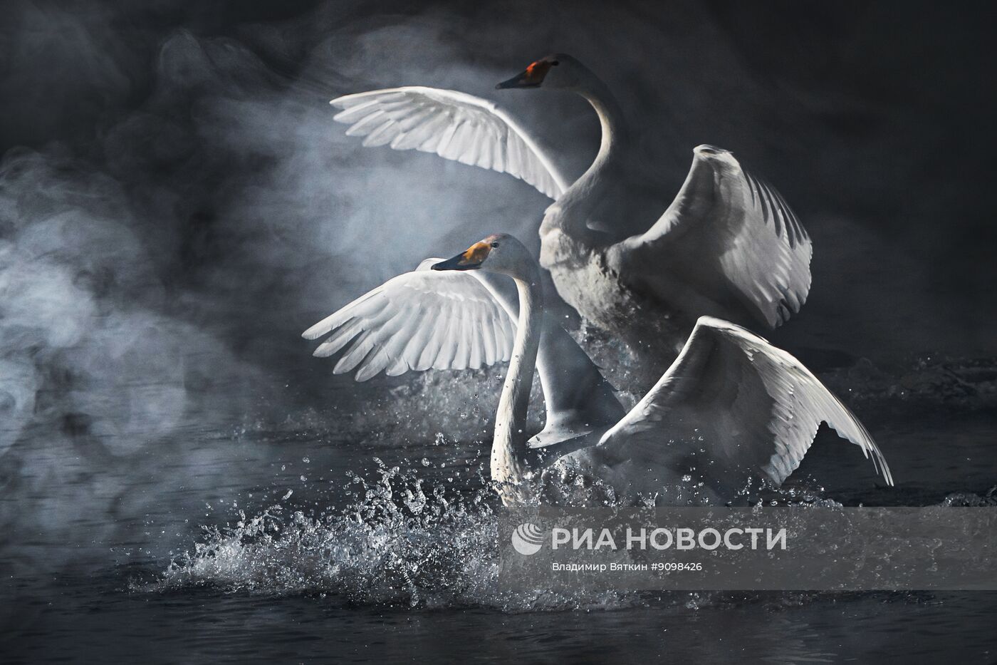 Зимовка лебедей в Алтайском крае