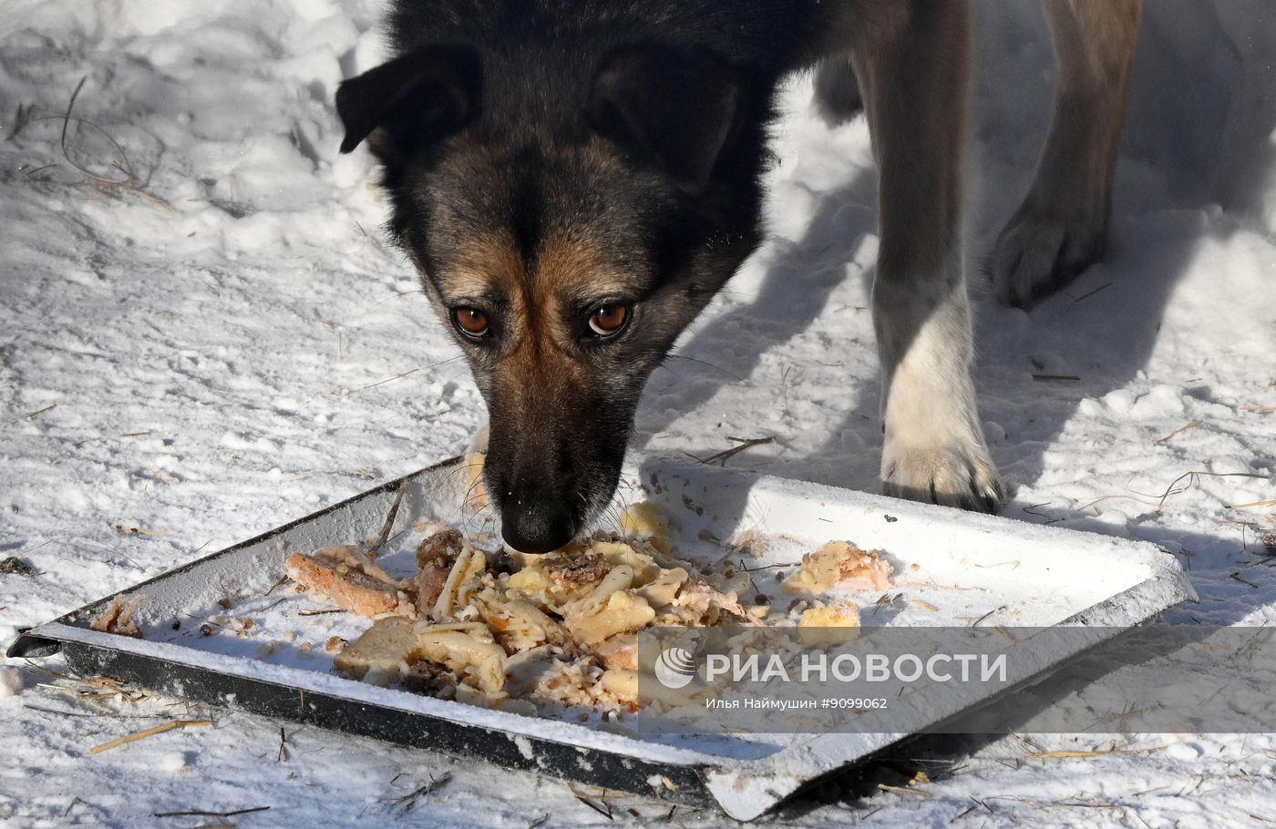 Собачий приют благотворительного фонда "Белый кот" в Красноярском крае