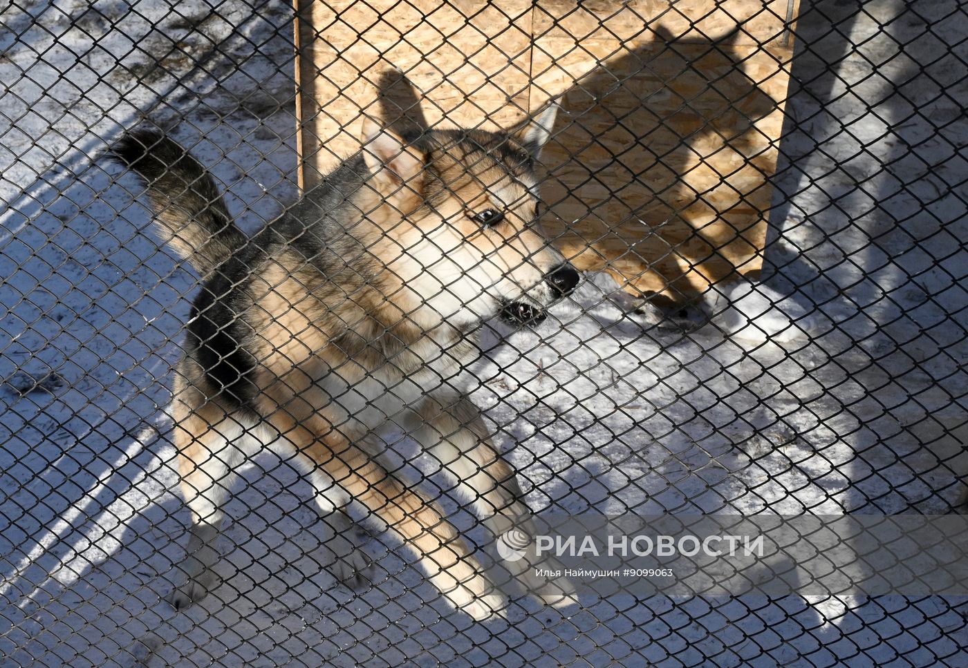 Собачий приют благотворительного фонда "Белый кот" в Красноярском крае