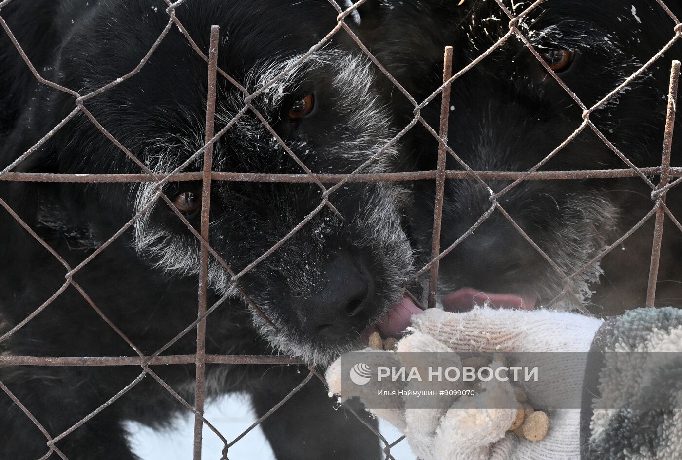 Собачий приют благотворительного фонда "Белый кот" в Красноярском крае