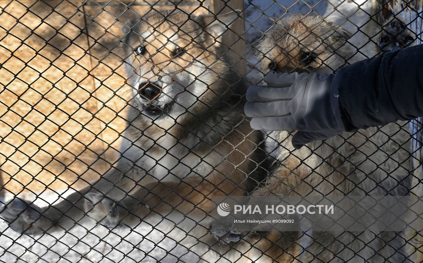 Собачий приют благотворительного фонда "Белый кот" в Красноярском крае