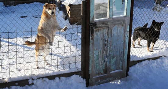 Собачий приют фонда "Белый кот" в Красноярском крае