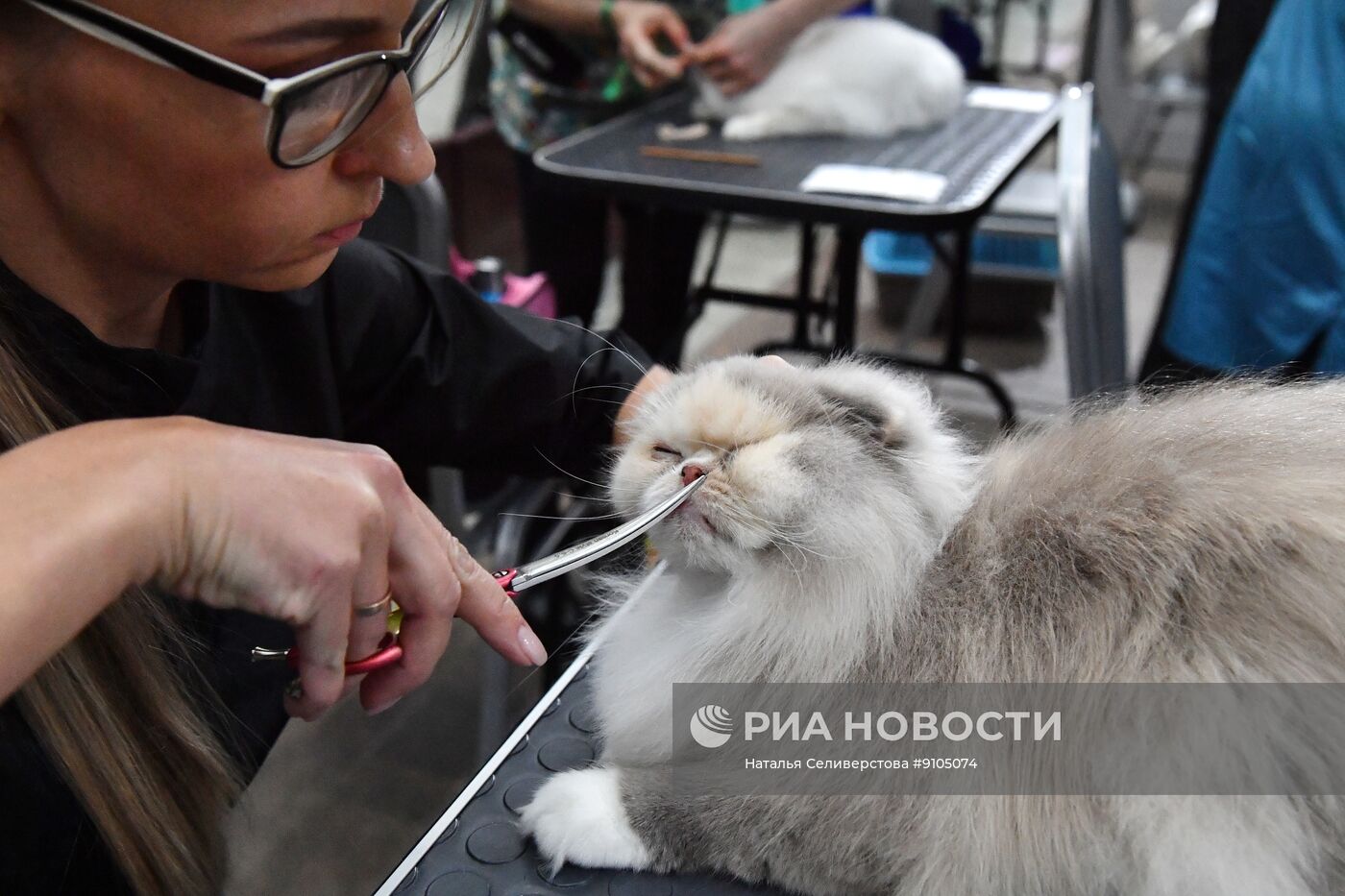 Выставка лучших собак и кошек России "Золотая лапа"