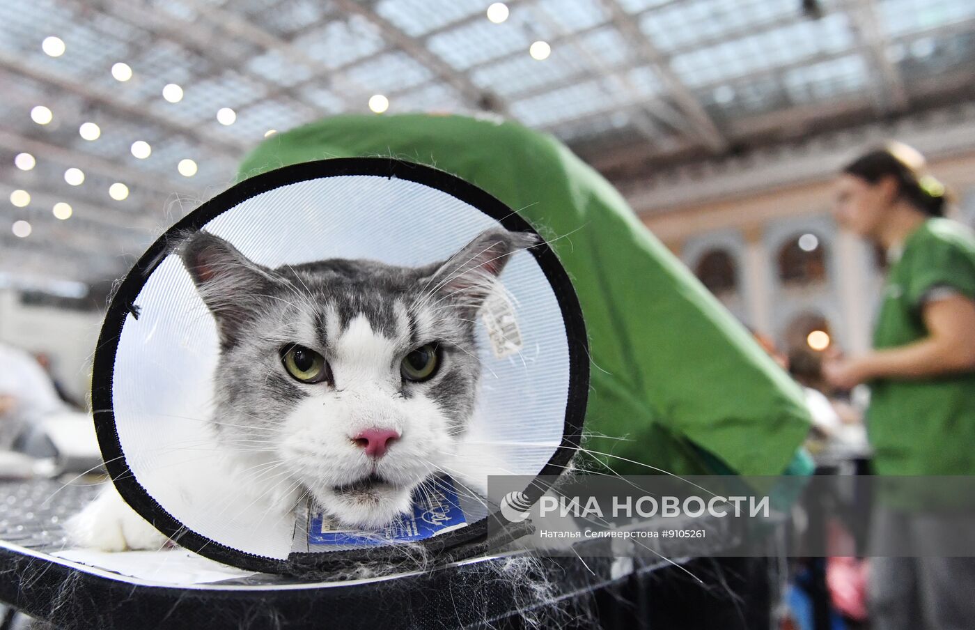 Выставка лучших собак и кошек России "Золотая лапа"