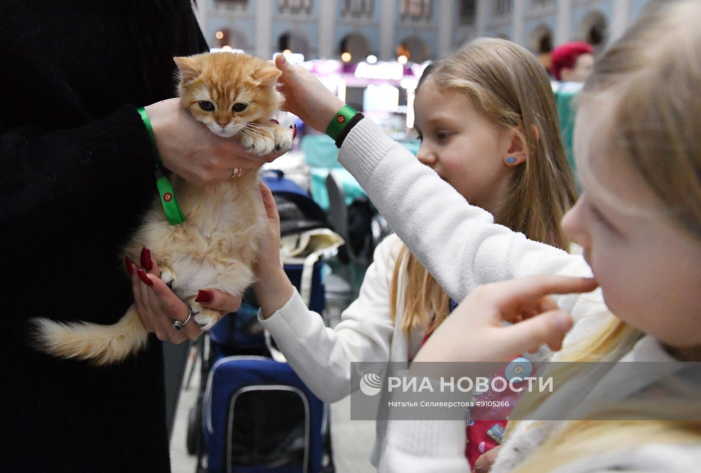 Выставка лучших собак и кошек России "Золотая лапа"