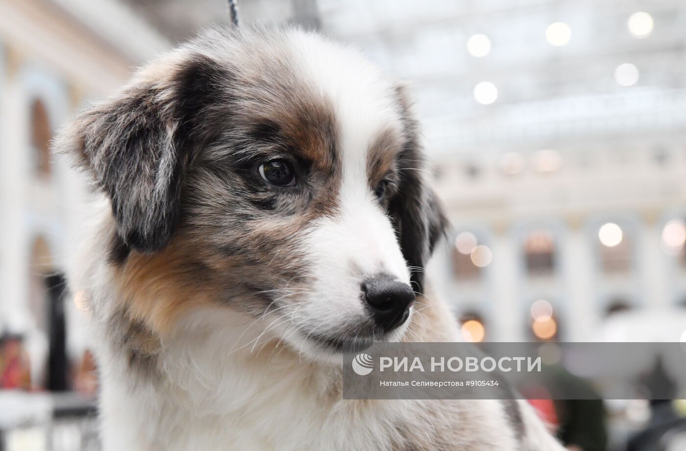 Выставка лучших собак и кошек России "Золотая лапа"