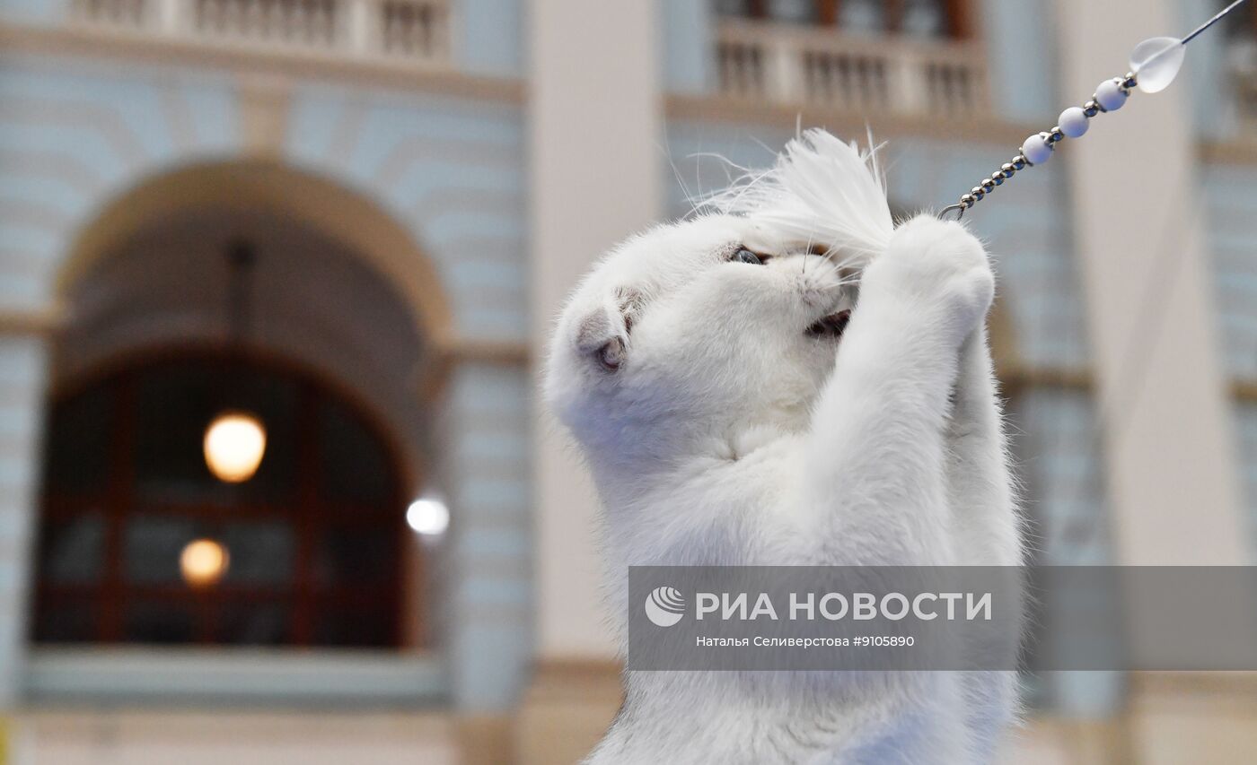 Выставка лучших собак и кошек России "Золотая лапа"