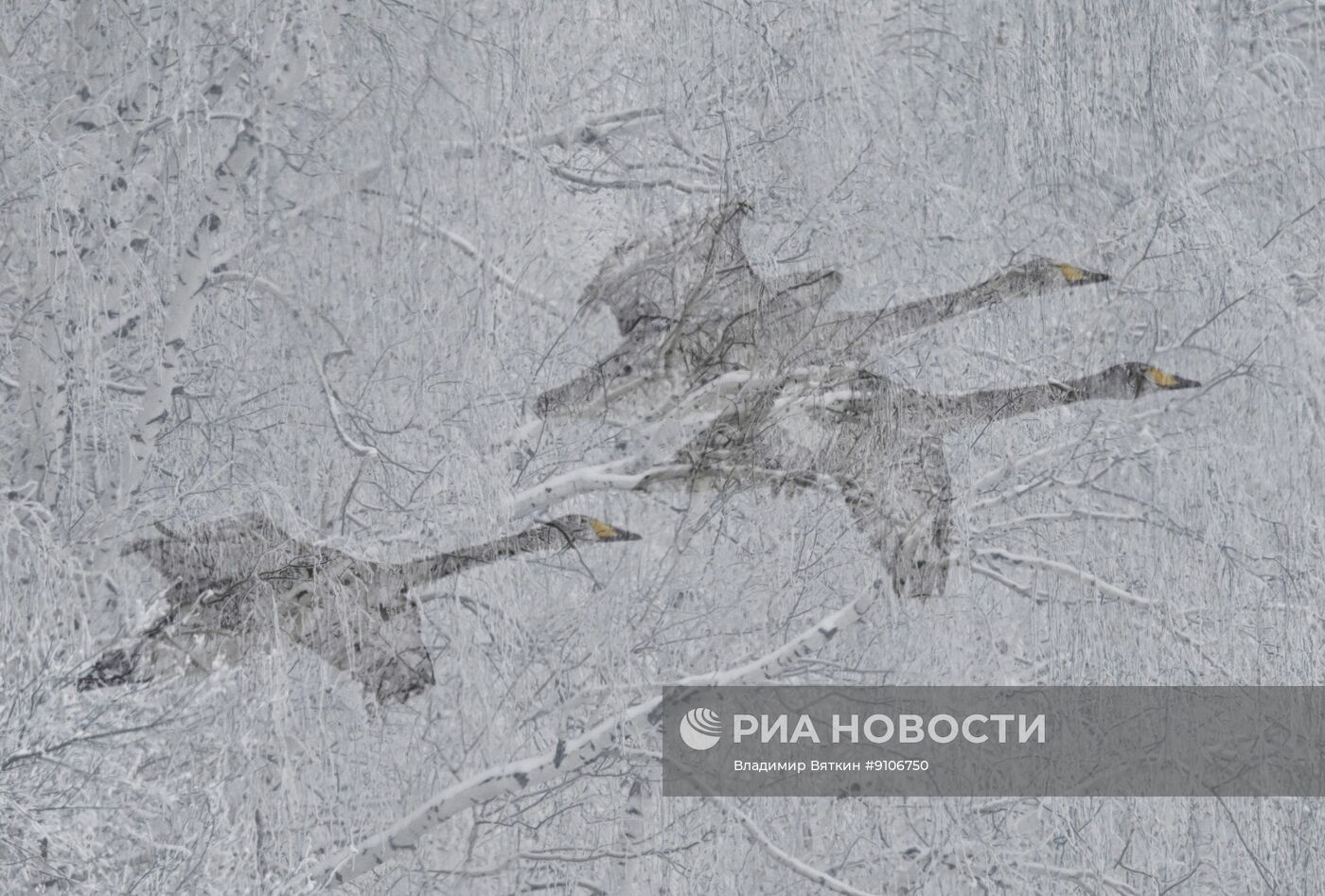 Зимовка лебедей в Алтайском крае