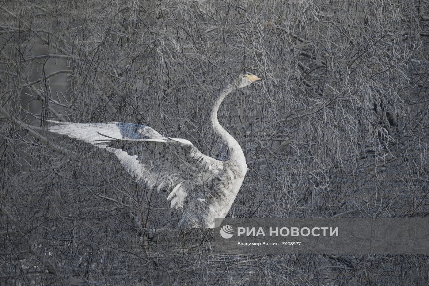 Зимовка лебедей в Алтайском крае