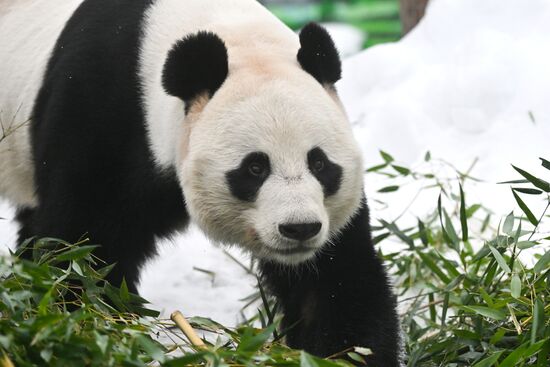 Празднование Китайского Нового года в Московском зоопарке