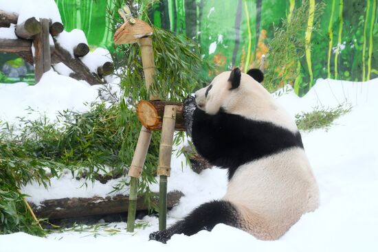 Празднование Китайского Нового года в Московском зоопарке