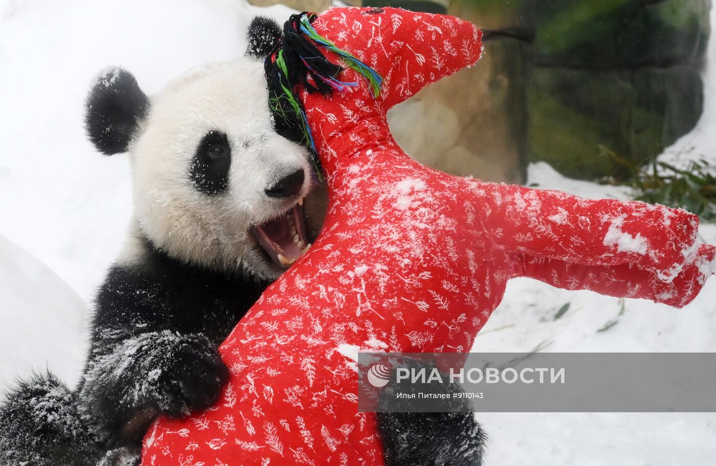 Празднование Китайского Нового года в Московском зоопарке