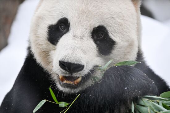 Празднование Китайского Нового года в Московском зоопарке