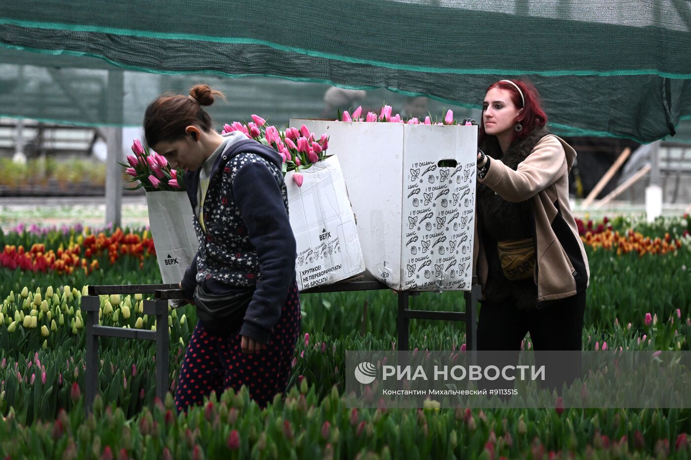Сбор тюльпанов в Крыму
