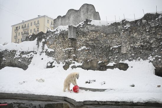 День полярного медведя в Московском зоопарке