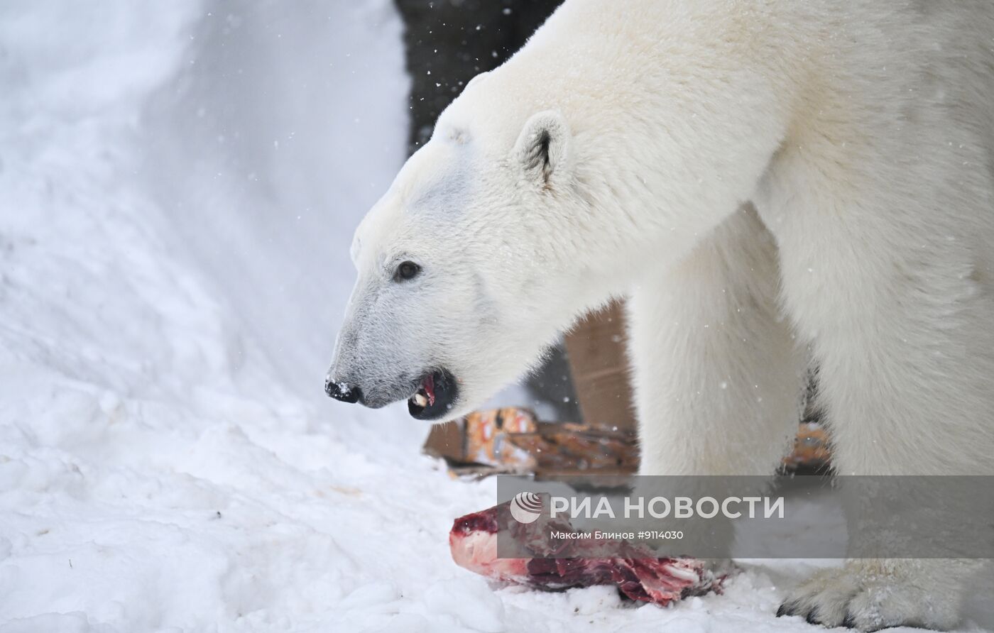 День полярного медведя в Московском зоопарке