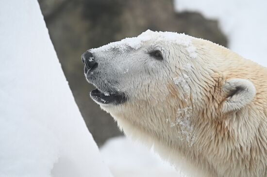 День полярного медведя в Московском зоопарке