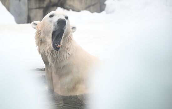 День полярного медведя в Московском зоопарке