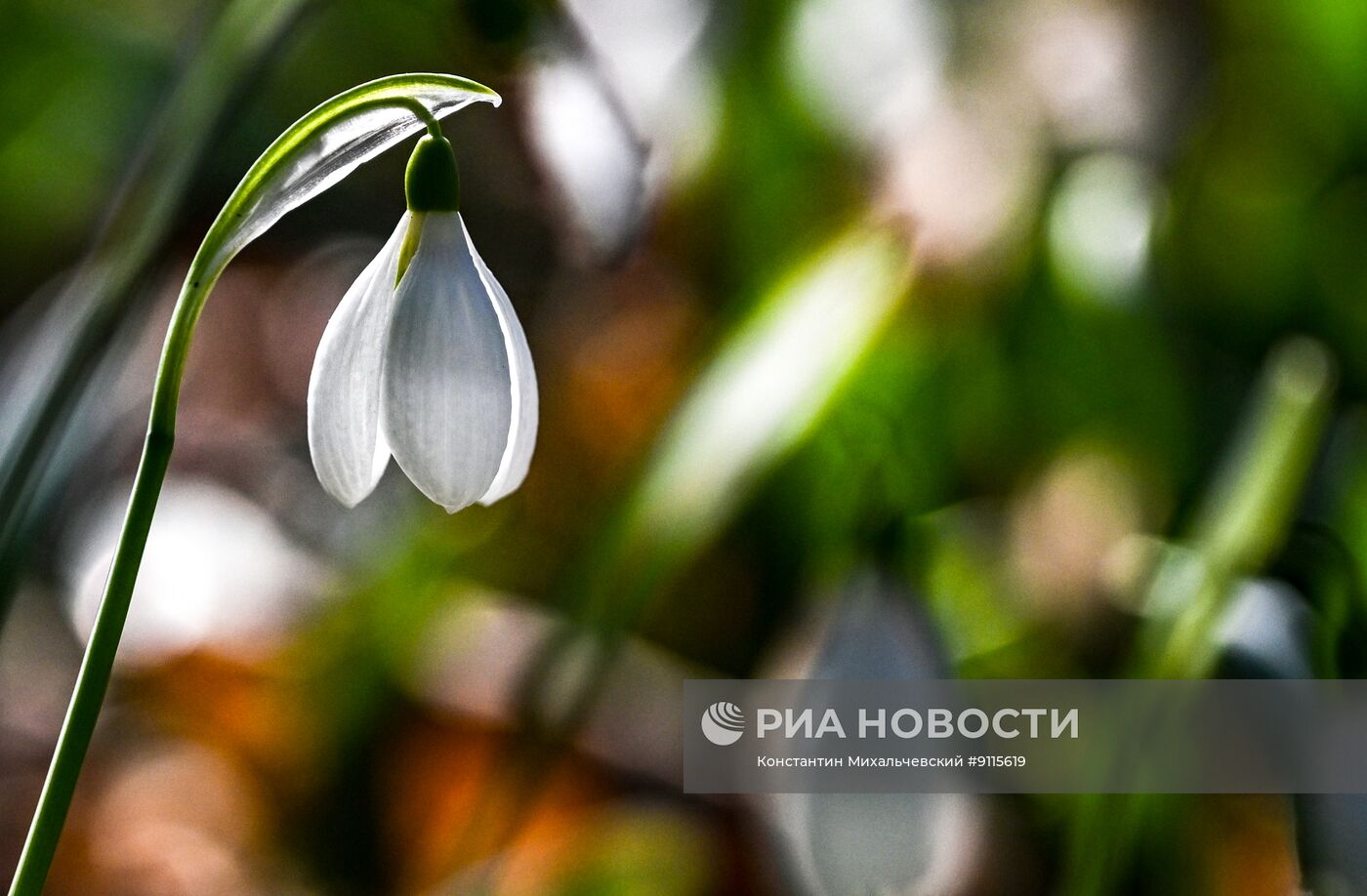 Цветение подснежников в Крыму