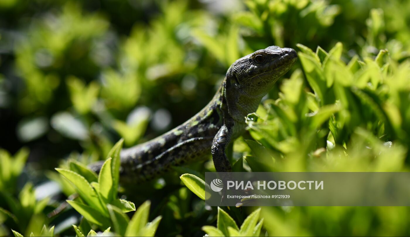 Парк "Южные культуры" в Сириусе