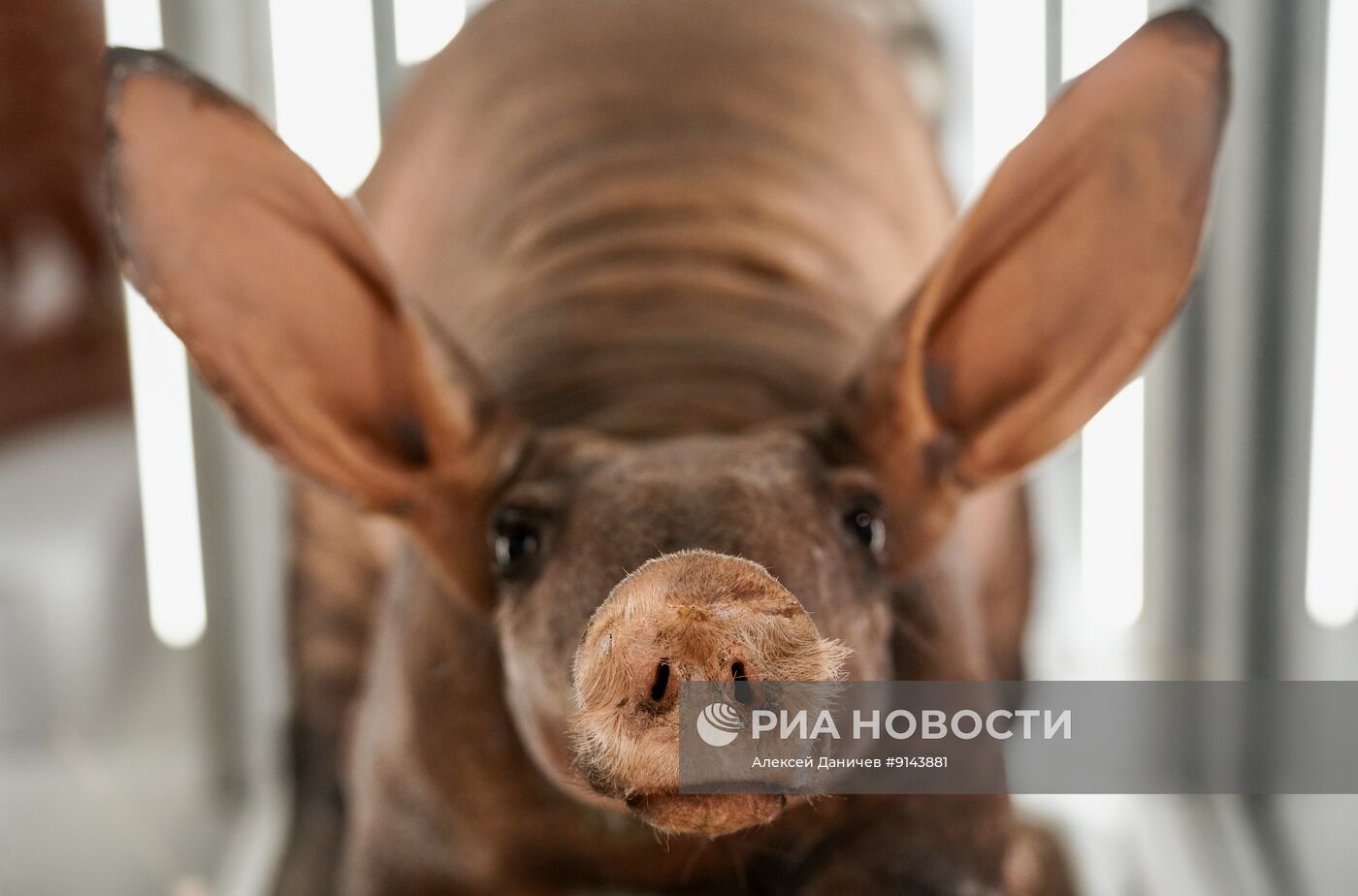 Выставка "Африканская коллекция" в Зоологическом музее в Санкт-Петербурге