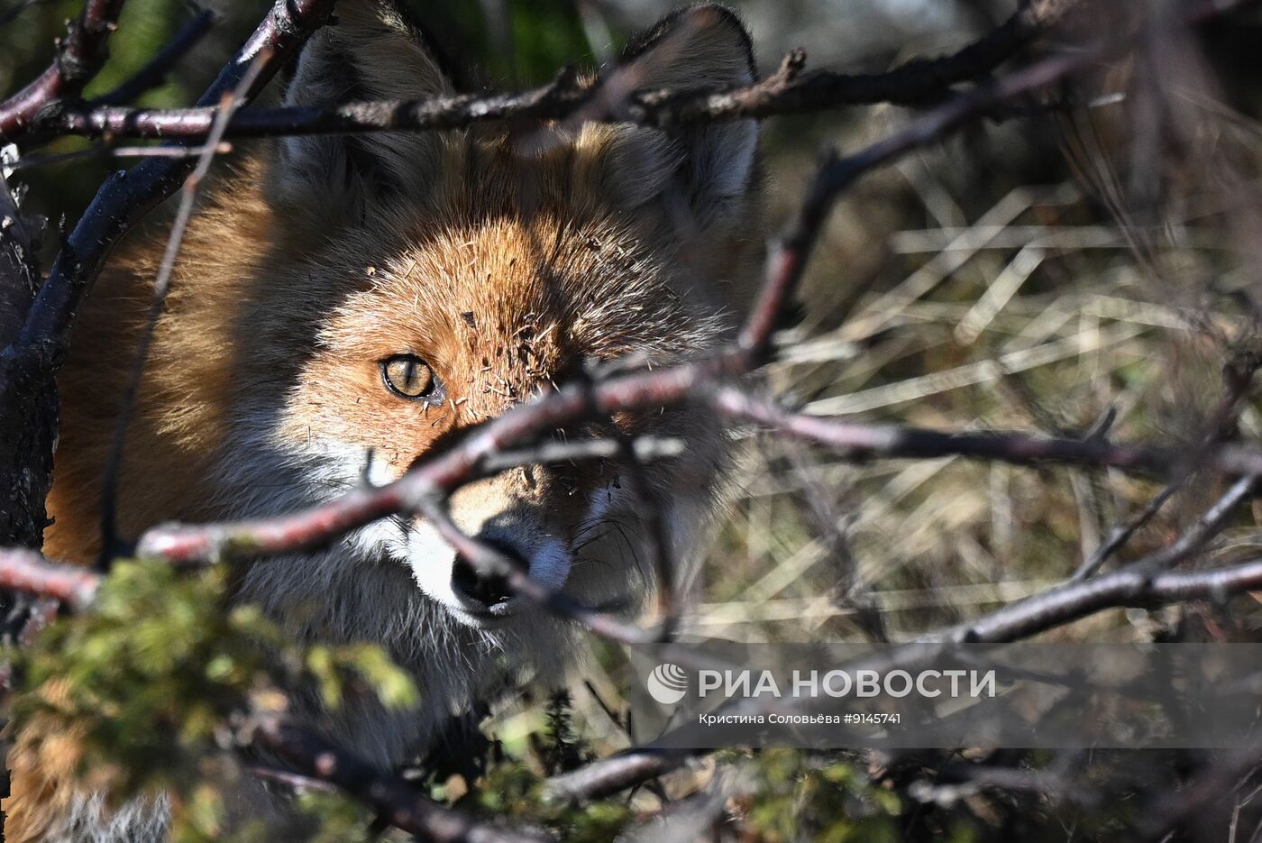 Лиса на Соловецких островах