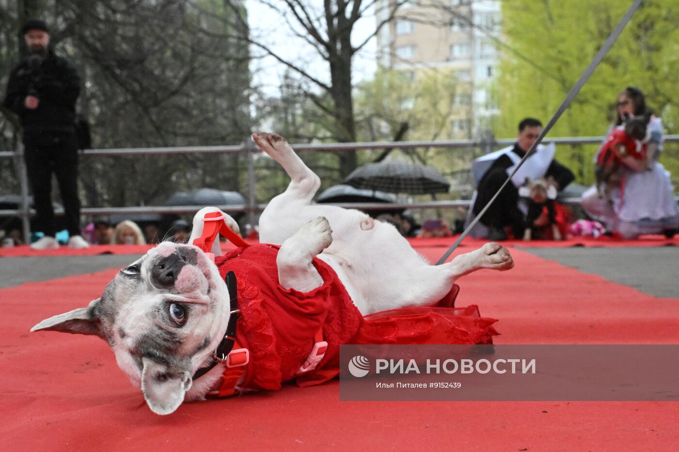 Парад французских бульдогов в Москве