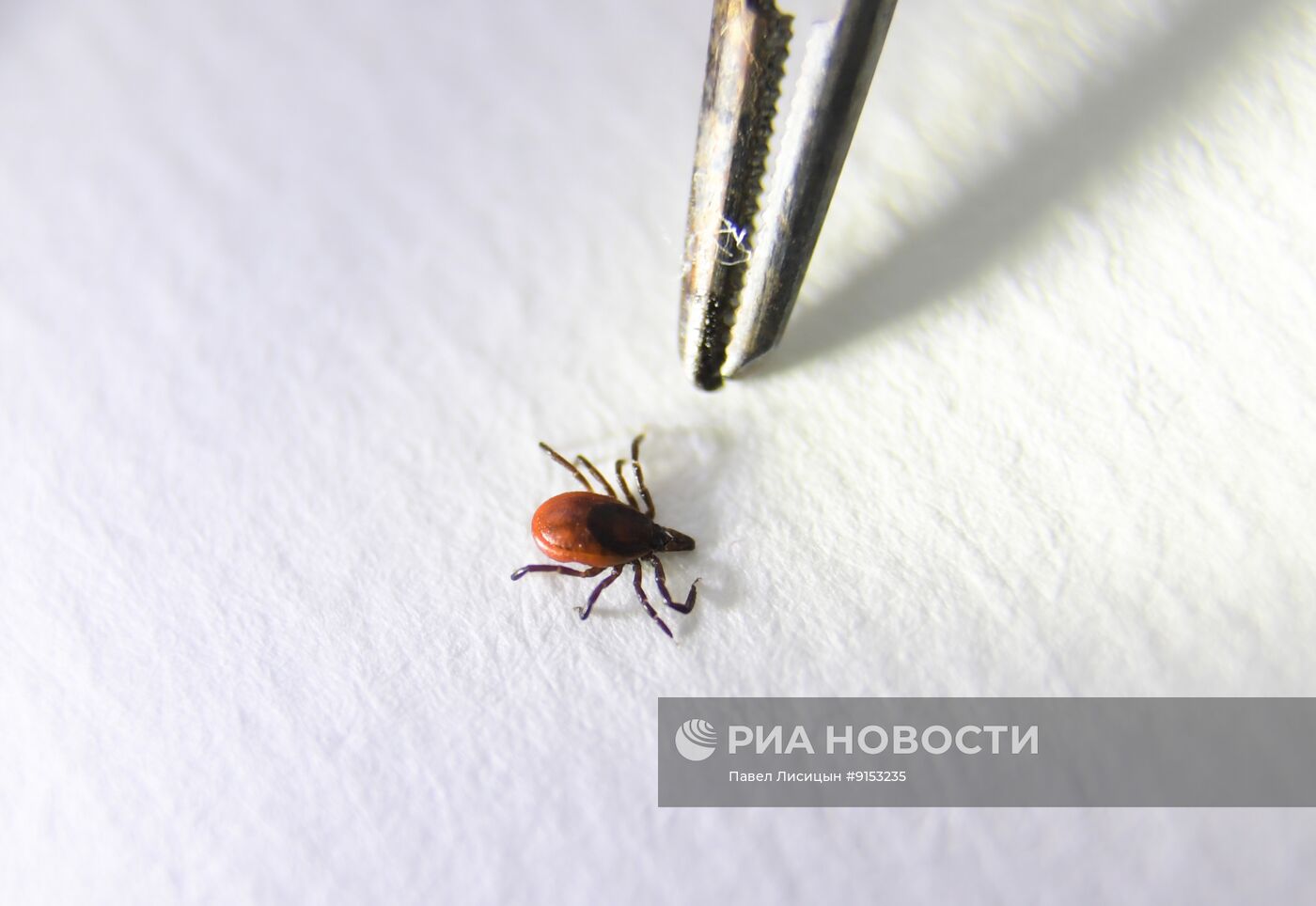 Исследование клещей на наличие энцефалита в Екатеринбурге