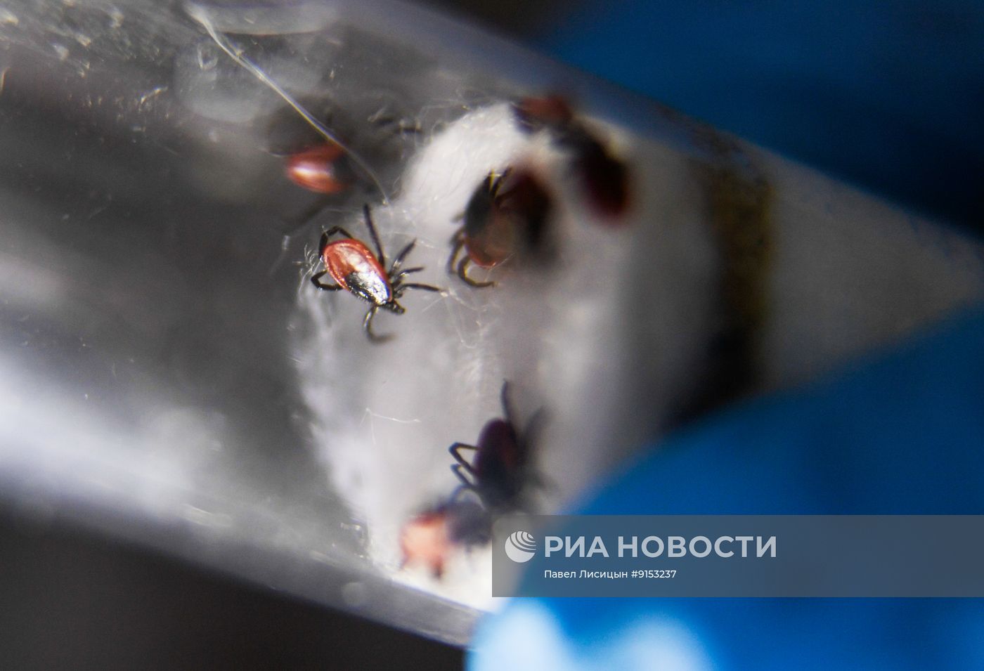 Исследование клещей на наличие энцефалита в Екатеринбурге 