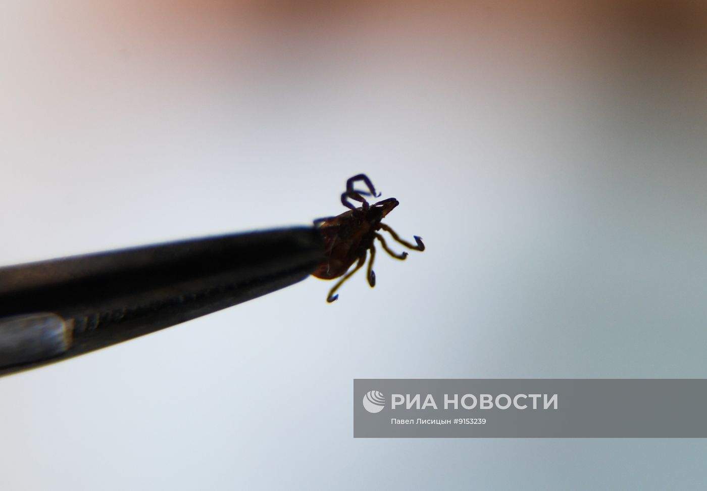 Исследование клещей на наличие энцефалита в Екатеринбурге