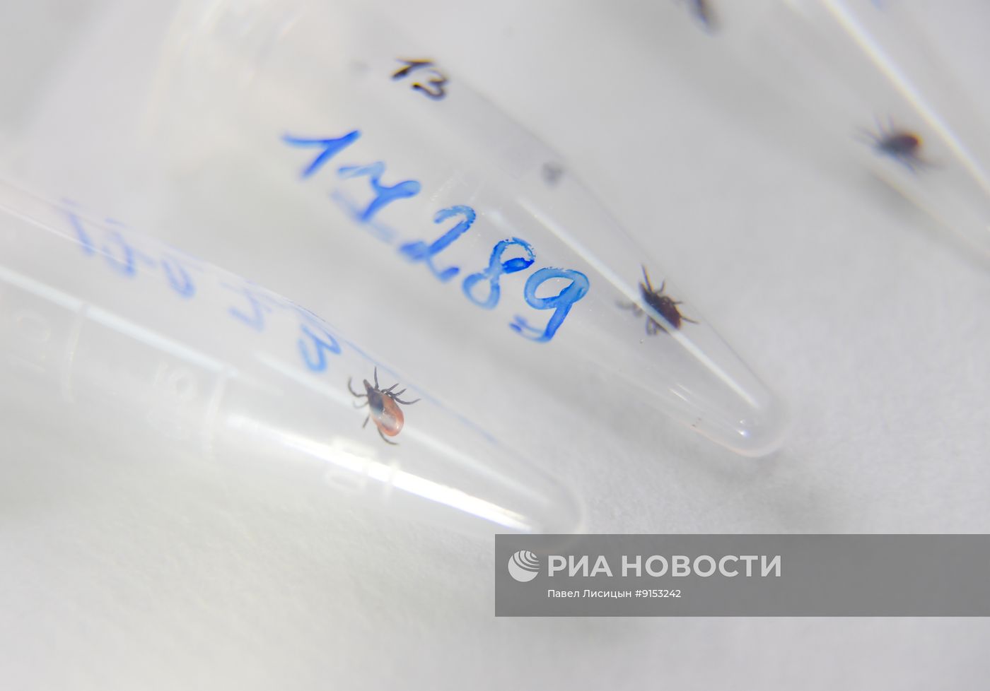 Исследование клещей на наличие энцефалита в Екатеринбурге 