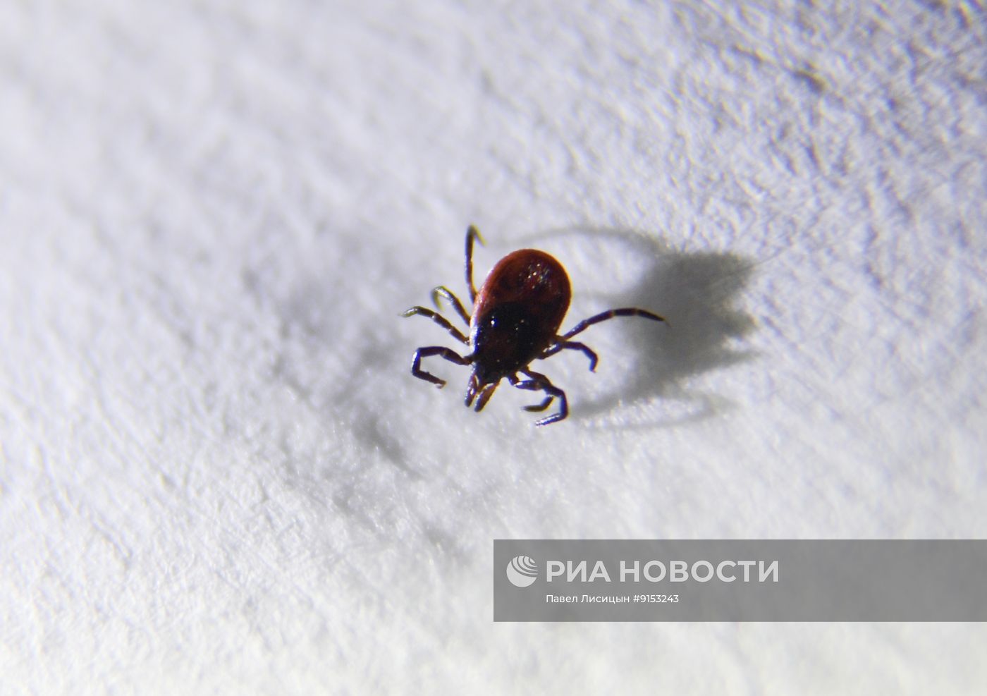 Исследование клещей на наличие энцефалита в Екатеринбурге 