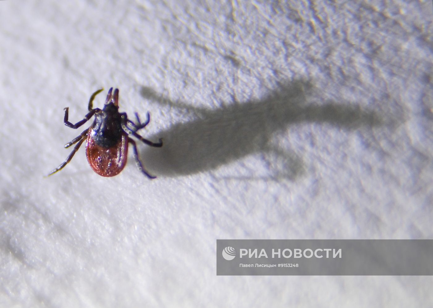Исследование клещей на наличие энцефалита в Екатеринбурге