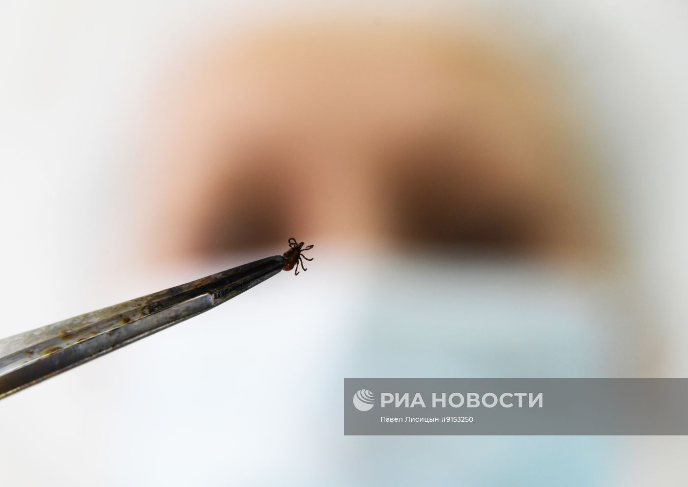 Исследование клещей на наличие энцефалита в Екатеринбурге 