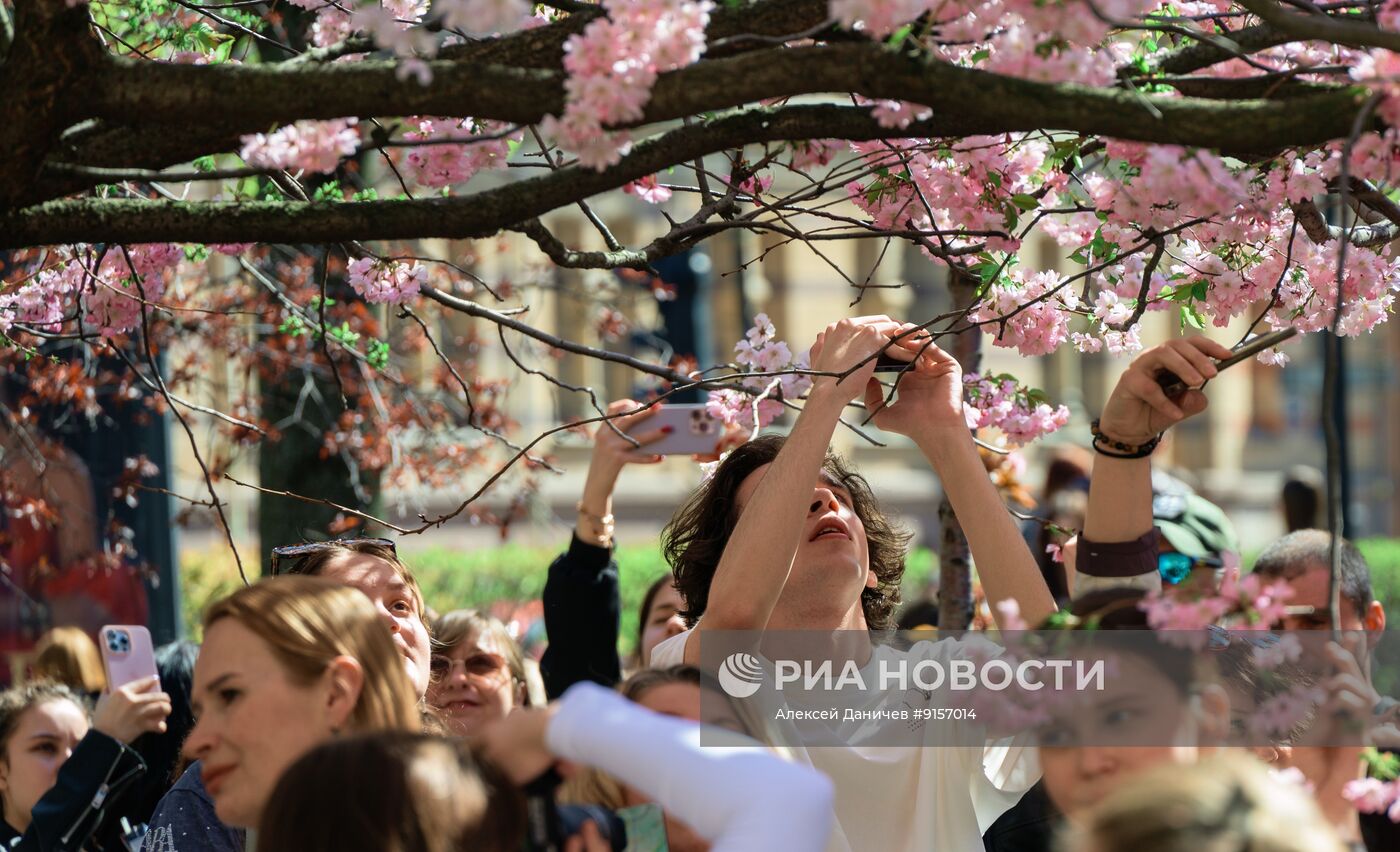 Цветение сакуры в Санкт-Петербурге