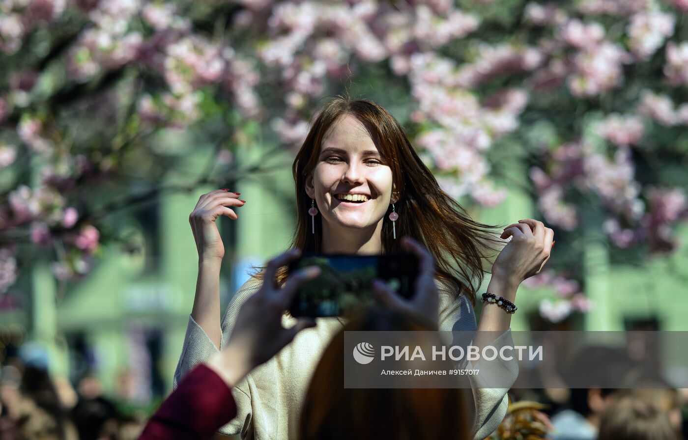 Цветение сакуры в Санкт-Петербурге