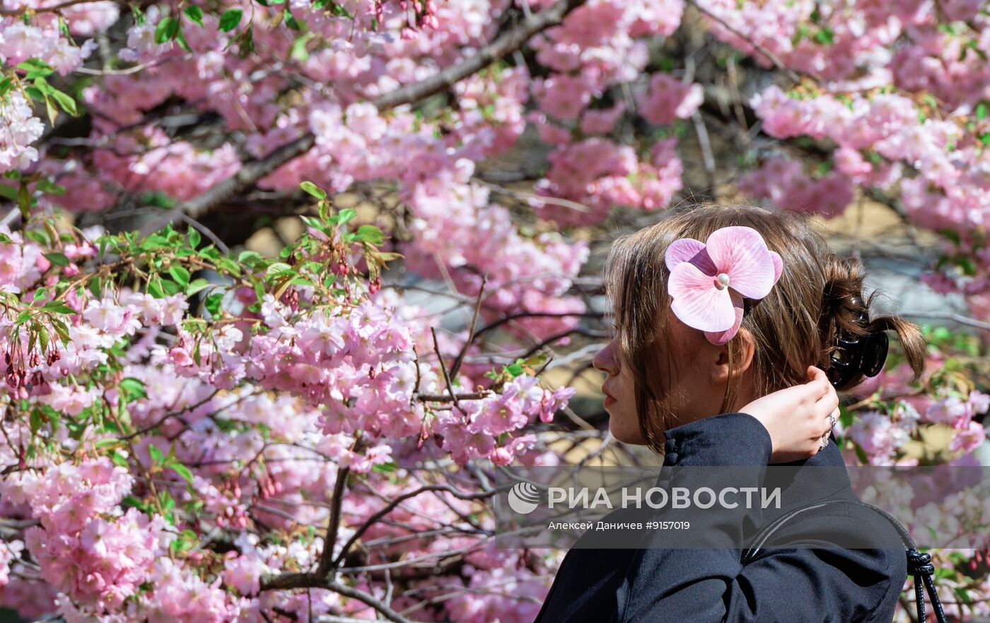 Цветение сакуры в Санкт-Петербурге