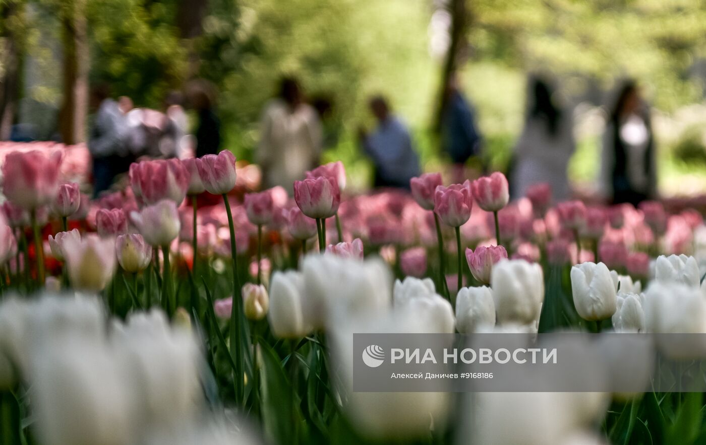 Фестиваль тюльпанов в Санкт-Петербурге