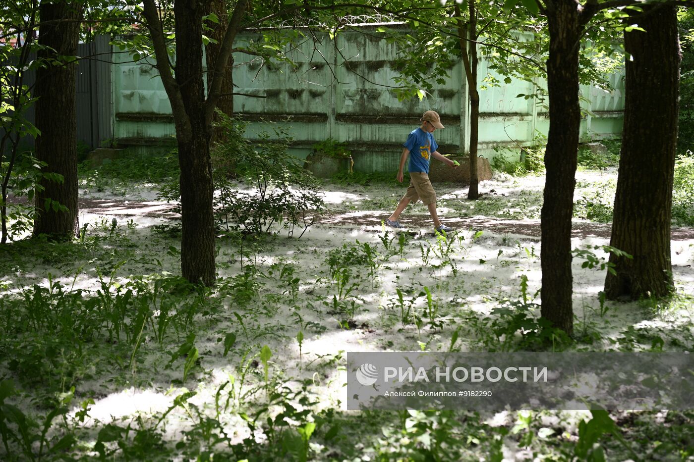 Тополиный пух в Москве
